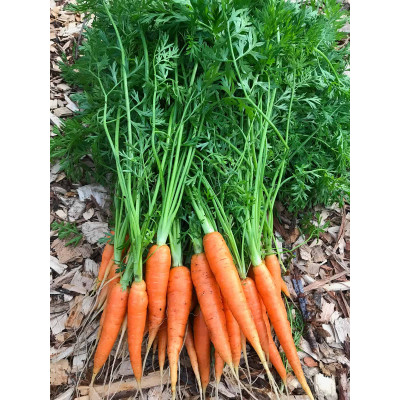 carrots