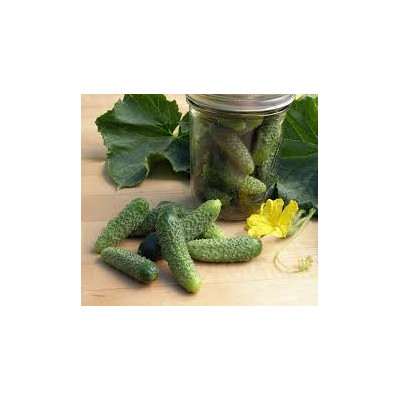 Cornichon Cucumbers