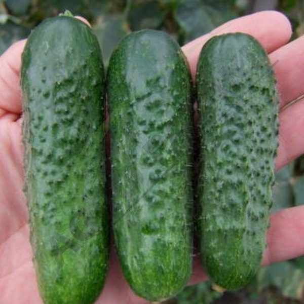 Cornichon Cucumbers