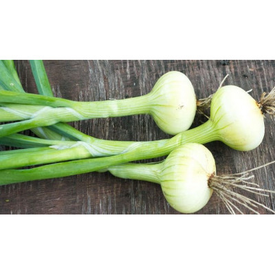 Cibule kuchyňská (balení1kg)