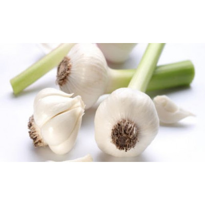 Česnek (svazek váha cca 100g)