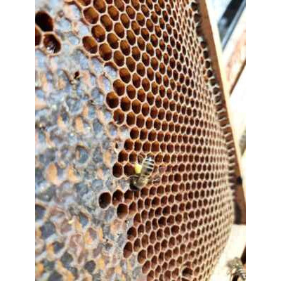 Med - lesní tmavý (medovicový)