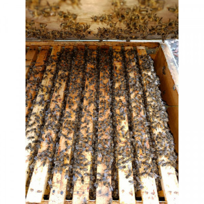 Med - květový, vícedruhový